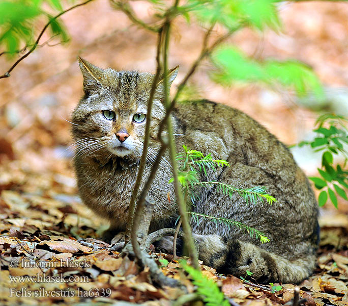 Felis silvestris ha6339