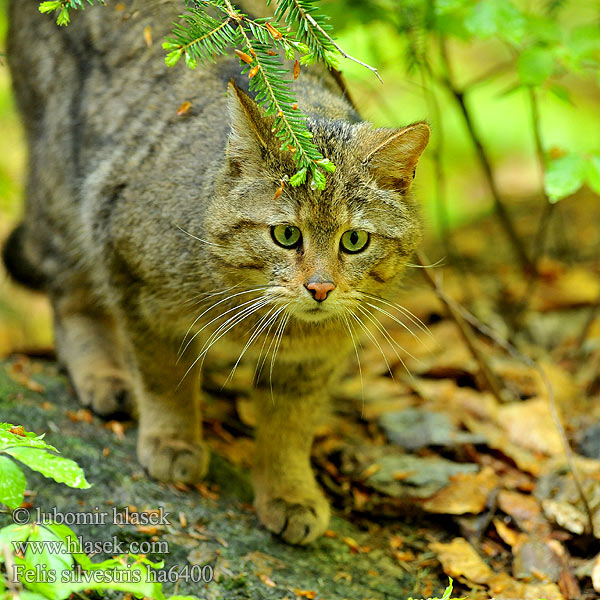 Felis silvestris ha6400