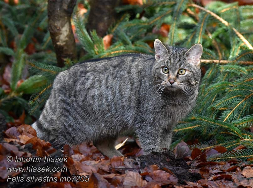 Chat sylvestre sauvage