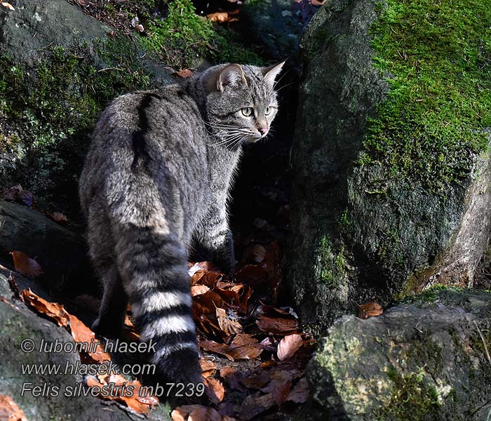 Felis_silvestris_mb7239