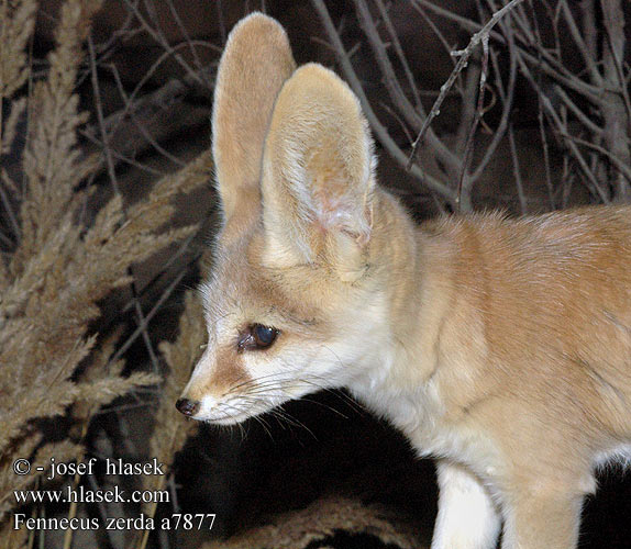 Fennecus zerda Vulpes Fennec fox Fennekræv Fennekki Fennec Fenek berberský Fennek Wüstenfuchs Fenek Feneco Fenneg Фенек Fennec Feneko روباه صحرایی 페넥여우 Pustinjska lisica פנק ფენეკი Feneks Wüstefuuss Fenekas Sivatagi róka フェネック Çöl tilkisi صحرائی لومڑ 耳廓狐