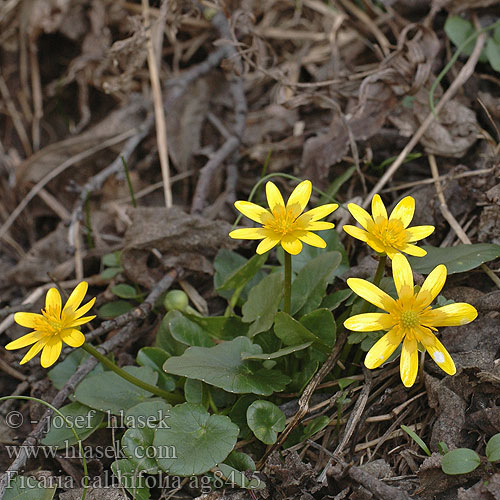 Ficaria calthifolia Nacktstängel-Scharbockskraut