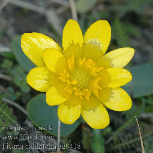 Ficaria calthifolia Ranunculus calthifolius nudicaulis