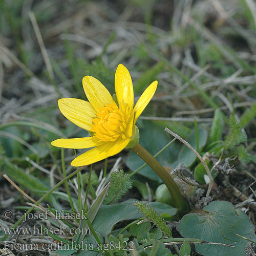 Ficaria calthifolia Nacktstängel-Scharbockskraut