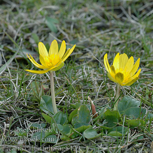 Ficaria calthifolia Чистяк калужницелистный Пшінка калюжницелиста