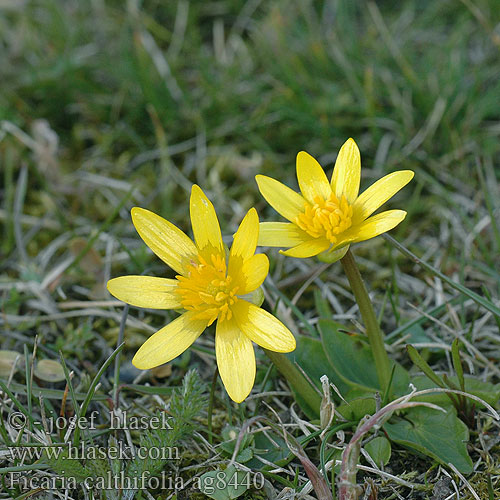 Ficaria calthifolia Blyskáč záružľolistý