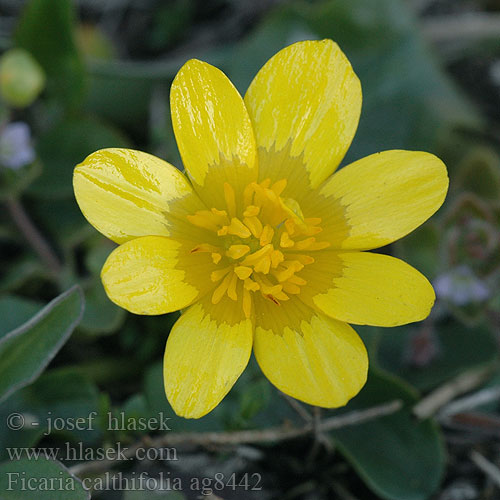 Ficaria calthifolia Orsej blatoucholistý