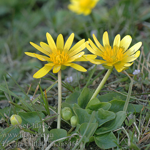 Ficaria calthifolia Nacktstängel-Scharbockskraut