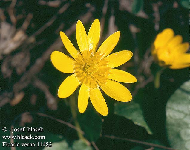 Ficaria verna Lesser Celandine fig-buttercup figwort pilewort