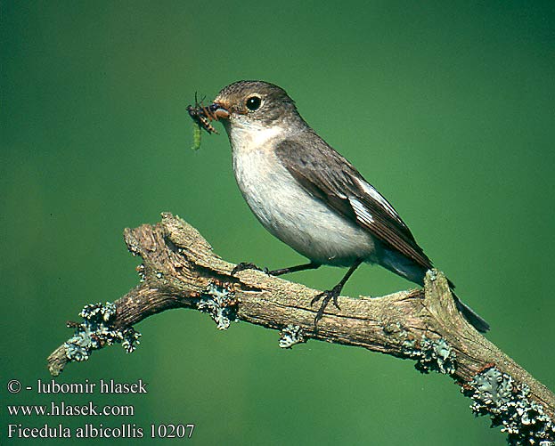 Ficedula albicollis UK: Collared Flycatcher DE: Halsbandschnäpper FR: Gobemouche a collier ES: Papamoscas Collarino CZ: lejsek bělokrký DK: Hvidhalset Fluesnapper NL: Withalsvliegenvanger PL: Muchołówka białoszyja IT: Balia dal collare FI: Sepelsieppo HU: Örvös légykapó SE: Halsbandsflugsnappare NO: Halsbandfluesnapper TR: halkaly sinekkapan SK: muchárik biekokrký LV: Baltkakla muškerajs EE: Kaelus-kärbsenäpp