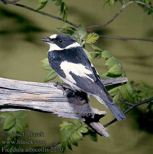 Ficedula albicollis 2270