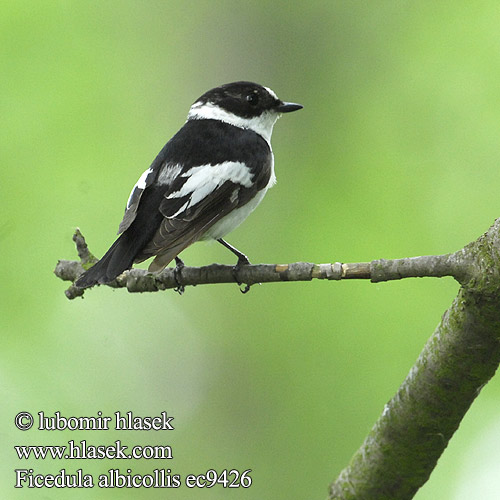 Ficedula albicollis ec9426