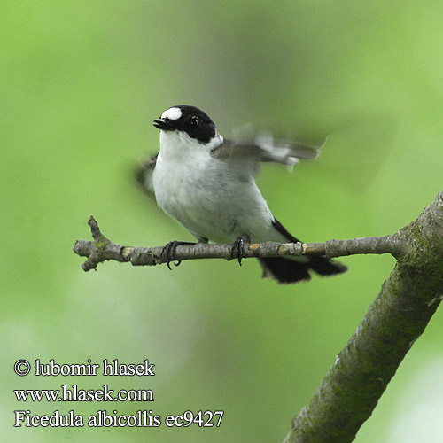 Ficedula albicollis ec9427