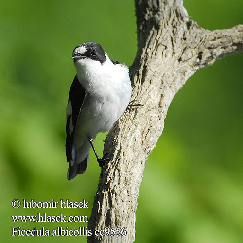 Bjelovrata muharica Belovrati muhar Ficedula albicollis Collared Flycatcher Halsbandschnäpper Gobemouche collier Papamoscas Collarino Lejsek bělokrký Hvidhalset Fluesnapper Withalsvliegenvanger Sepelsieppo Balia collare Halsbåndfluesnapper Halsbandsflugsnappare 紅喉姬鶲 Мухоловка-белошейка シロエリヒタキ 흰꼬리딱새 Κρικομυγοχάφτης Papa-moscas-de-colar Мухоловка-білошийка Withalsvlieëvanger Halkalı Sinekkapan חטפית לבנת עורף Muchołówka białoszyja Örvös légykapó Muchárik biekokrký Baltkakla muškerajs Kaelus-kärbsenäpp خاطف الذباب المطوق Беловратата мухоловка беловрата мухарица