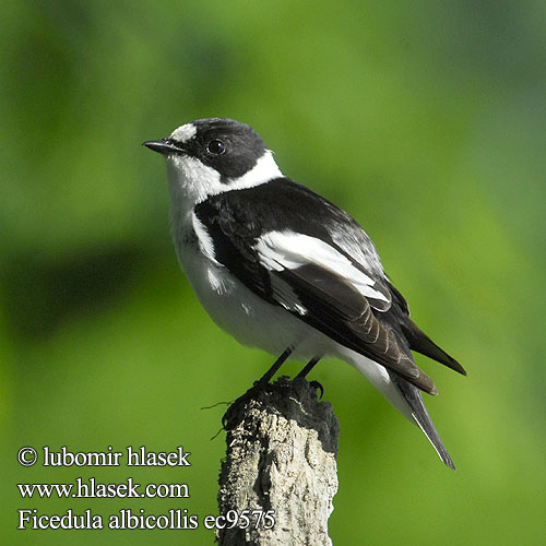 Collared Flycatcher Halsbandschnäpper Gobemouche collier Papamoscas Collarino Lejsek bělokrký Hvidhalset Fluesnapper Withalsvliegenvanger Sepelsieppo Balia collare Halsbåndfluesnapper Halsbandsflugsnappare 紅喉姬鶲 Мухоловка-белошейка シロエリヒタキ 흰꼬리딱새 Κρικομυγοχάφτης Papa-moscas-de-colar Мухоловка-білошийка Withalsvlieëvanger Halkalı Sinekkapan חטפית לבנת עורף Muchołówka białoszyja Örvös légykapó Muchárik biekokrký Baltkakla muškerajs Kaelus-kärbsenäpp خاطف الذباب المطوق Беловратата мухоловка беловрата мухарица Bjelovrata muharica Belovrati muhar Ficedula albicollis