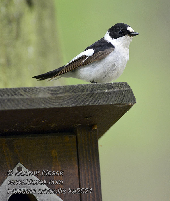 Ficedula albicollis Collared Flycatcher