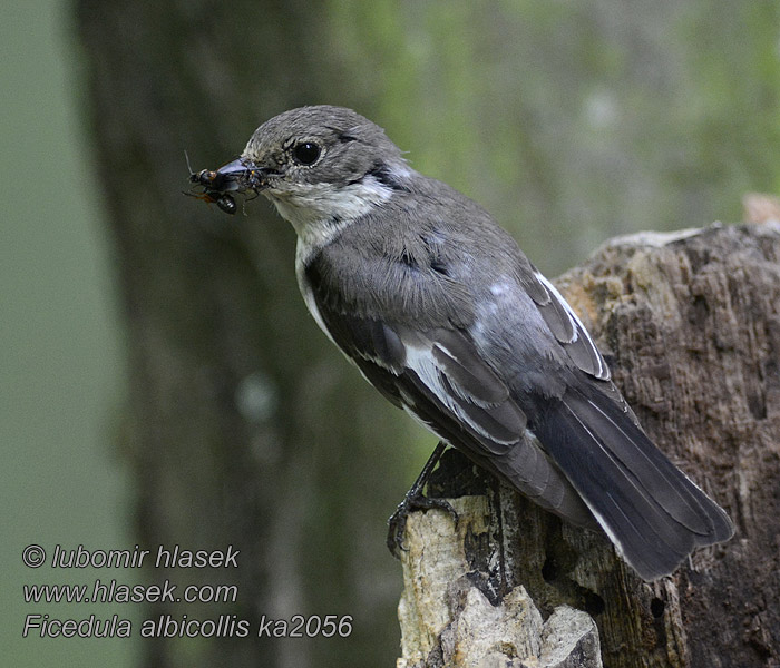 Ficedula albicollis Gobemouche collier