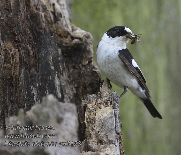 Ficedula albicollis Withalsvliegenvanger