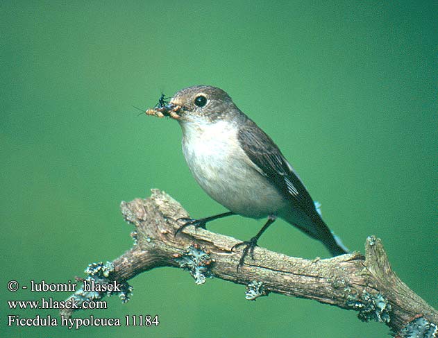 Ficedula hypoleuca Pied Flycatcher Broget fluesnapper