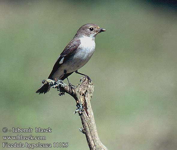 Ficedula hypoleuca 11185