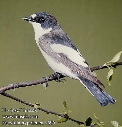 Ficedula hypoleuca 8695