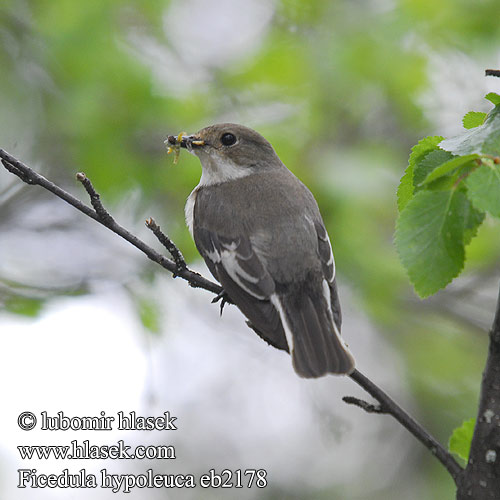 Ficedula hypoleuca eb2178