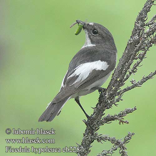 Pied Flycatcher Broget fluesnapper Kirjosieppo Gobemouche noir