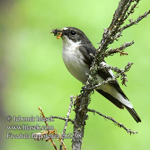 Ficedula hypoleuca eb2298