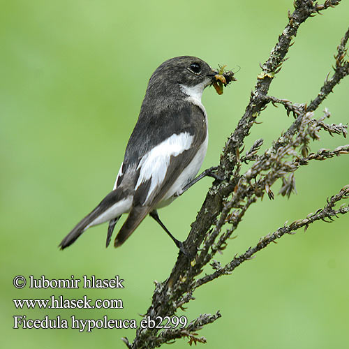 Ficedula hypoleuca eb2299