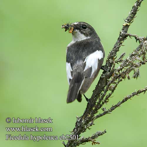 Ficedula hypoleuca eb2301