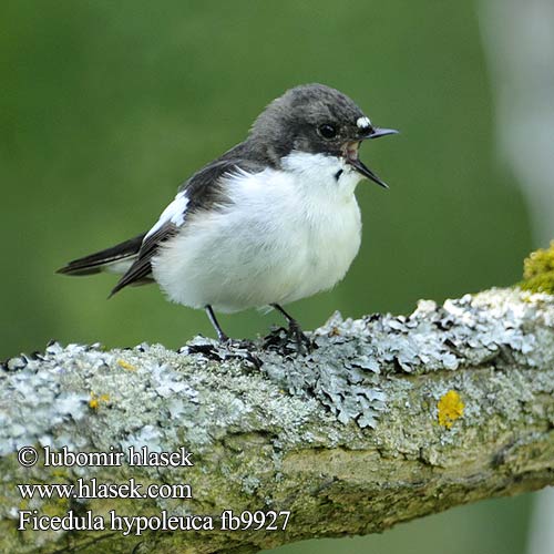 Ficedula hypoleuca fb9927