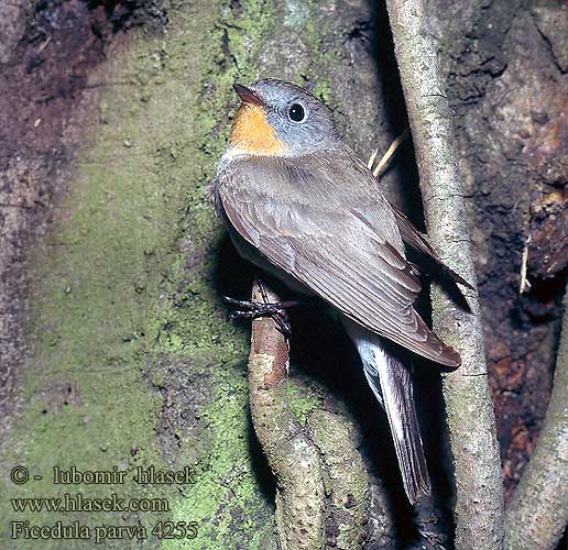 Ficedula parva Red-breasted Flycatcher Zwergschnäpper Gobemouche nain Papamoscas Papirrojo Lejsek malý Lille Fluesnapper Kleine Vliegenvanger Pikkusieppo Pigliamosche pettirosso Dvergfluesnapper Mindre flugsnappare 红喉姬鹟 Малая мухоловка オジロビタキ خاطف الذباب أحمر الصدر 흰꼬리딱새 Νανομυγοχάφτης Papa-moscas-pequeno Мала мухоловка Küçük sinekkapan חטפית גמדית Muchołówka mała Kis légykapó Muchárik červenohrdlý Mazais muskëräjs Väike-kärbsenäpp Mala muharica Muscarul mic Mali muhar