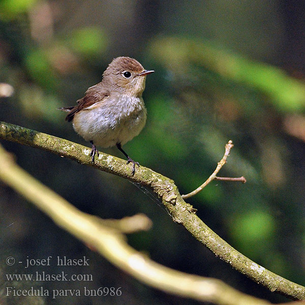 Mala muharica Muscarul mic Mali muhar Ficedula parva Red-breasted Flycatcher Zwergschnäpper Gobemouche nain Papamoscas Papirrojo Lejsek malý Lille Fluesnapper Kleine Vliegenvanger Pikkusieppo Pigliamosche pettirosso Dvergfluesnapper Mindre flugsnappare 红喉姬鹟 Малая мухоловка オジロビタキ خاطف الذباب أحمر الصدر 흰꼬리딱새 Νανομυγοχάφτης Papa-moscas-pequeno Мала мухоловка Küçük sinekkapan חטפית גמדית Muchołówka mała Kis légykapó Muchárik červenohrdlý Mazais muskëräjs Väike-kärbsenäpp