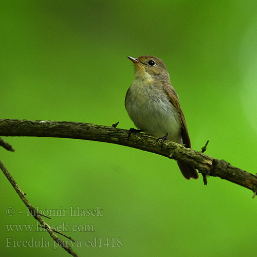 Muchołówka mała Kis légykapó Muchárik červenohrdlý Mazais muskëräjs Väike-kärbsenäpp Mala muharica Muscarul mic Mali muhar Ficedula parva Red-breasted Flycatcher Zwergschnäpper Gobemouche nain Papamoscas Papirrojo Lejsek malý Lille Fluesnapper Kleine Vliegenvanger Pikkusieppo Pigliamosche pettirosso Dvergfluesnapper Mindre flugsnappare 红喉姬鹟 Малая мухоловка オジロビタキ خاطف الذباب أحمر الصدر 흰꼬리딱새 Νανομυγοχάφτης Papa-moscas-pequeno Мала мухоловка Küçük sinekkapan חטפית גמדית