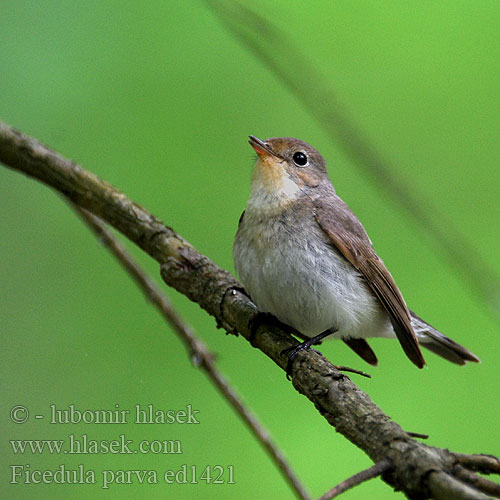 Muchárik červenohrdlý Mazais muskëräjs Väike-kärbsenäpp Mala muharica Muscarul mic Mali muhar Ficedula parva Red-breasted Flycatcher Zwergschnäpper Gobemouche nain Papamoscas Papirrojo Lejsek malý Lille Fluesnapper Kleine Vliegenvanger Pikkusieppo Pigliamosche pettirosso Dvergfluesnapper Mindre flugsnappare 红喉姬鹟 Малая мухоловка オジロビタキ خاطف الذباب أحمر الصدر 흰꼬리딱새 Νανομυγοχάφτης Papa-moscas-pequeno Мала мухоловка Küçük sinekkapan חטפית גמדית Muchołówka mała Kis légykapó