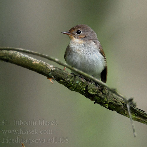 Red-breasted Flycatcher Zwergschnäpper Gobemouche nain Papamoscas Papirrojo Lejsek malý Lille Fluesnapper Kleine Vliegenvanger Pikkusieppo Pigliamosche pettirosso Dvergfluesnapper Mindre flugsnappare 红喉姬鹟 Малая мухоловка オジロビタキ خاطف الذباب أحمر الصدر 흰꼬리딱새 Νανομυγοχάφτης Papa-moscas-pequeno Мала мухоловка Küçük sinekkapan חטפית גמדית Muchołówka mała Kis légykapó Muchárik červenohrdlý Mazais muskëräjs Väike-kärbsenäpp Mala muharica Muscarul mic Mali muhar Ficedula parva