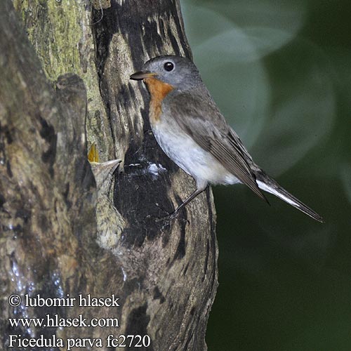 Muchołówka mała Kis légykapó Muchárik červenohrdlý Mazais muskëräjs Väike-kärbsenäpp Mala muharica Muscarul mic Mali muhar Ficedula parva Red-breasted Flycatcher Zwergschnäpper Gobemouche nain Papamoscas Papirrojo Lejsek malý Lille Fluesnapper Kleine Vliegenvanger Pikkusieppo Pigliamosche pettirosso Dvergfluesnapper Mindre flugsnappare 红喉姬鹟 Малая мухоловка オジロビタキ خاطف الذباب أحمر الصدر 흰꼬리딱새 Νανομυγοχάφτης Papa-moscas-pequeno Küçük sinekkapan חטפית גמדית