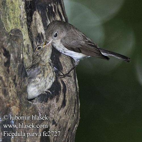 Kis légykapó Muchárik červenohrdlý Mazais muskëräjs Väike-kärbsenäpp Mala muharica Muscarul mic Mali muhar Ficedula parva Red-breasted Flycatcher Zwergschnäpper Gobemouche nain Papamoscas Papirrojo Lejsek malý Lille Fluesnapper Kleine Vliegenvanger Pikkusieppo Pigliamosche pettirosso Dvergfluesnapper Mindre flugsnappare 红喉姬鹟 Малая мухоловка オジロビタキ خاطف الذباب أحمر الصدر 흰꼬리딱새 Νανομυγοχάφτης Papa-moscas-pequeno Küçük sinekkapan חטפית גמדית Muchołówka mała