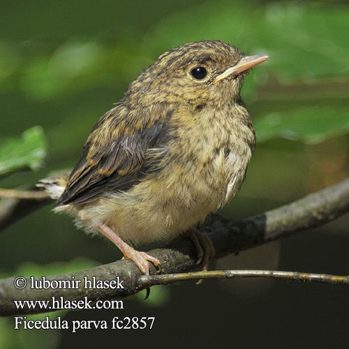 Ficedula parva fc2857