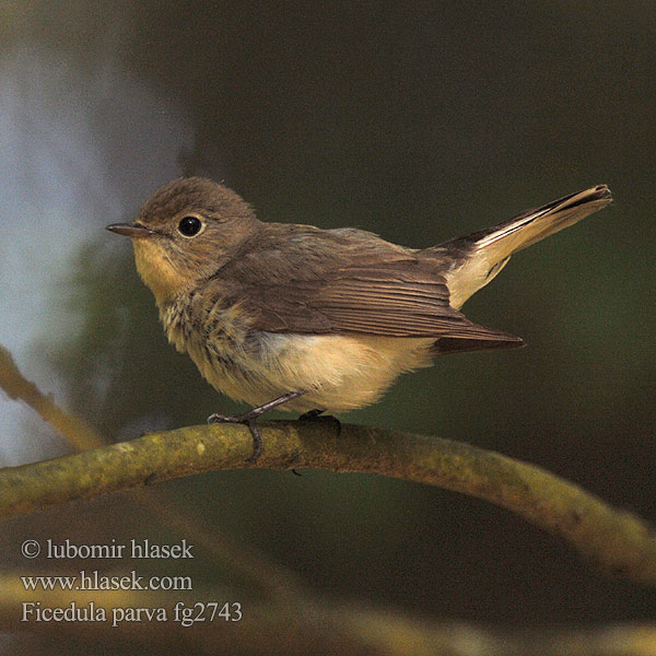 Red-breasted Flycatcher Zwergschnäpper Gobemouche nain Papamoscas Papirrojo Lejsek malý Lille Fluesnapper Kleine Vliegenvanger Pikkusieppo Pigliamosche pettirosso Dvergfluesnapper Mindre flugsnappare 红喉姬鹟 Малая мухоловка オジロビタキ خاطف الذباب أحمر الصدر 흰꼬리딱새 Νανομυγοχάφτης Papa-moscas-pequeno Мала мухоловка Küçük sinekkapan חטפית גמדית Muchołówka mała Kis légykapó Muchárik červenohrdlý Mazais muskëräjs Väike-kärbsenäpp Mala muharica Muscarul mic Mali muhar Ficedula parva