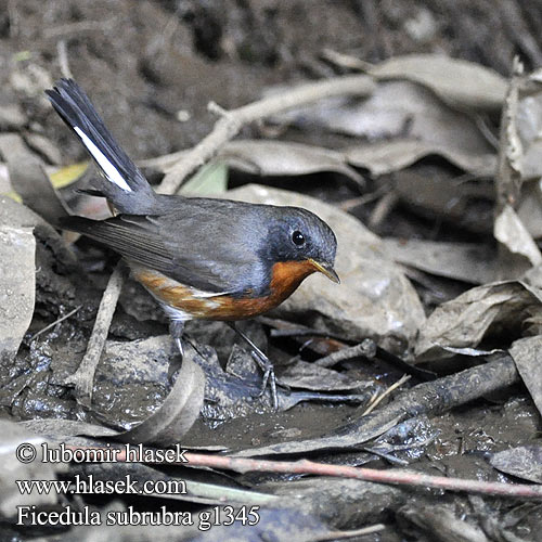 Kashmir Flycatcher カシミアルオジロビタキ Kashmirfluesnapper Kashmirinpikkusieppo Kasjmirvliegenvanger Kashmirfluesnapper Mucholówka kaszmirska Muchárik kašmírsky Kashmirflugsnappare Ficedula subrubra Lejsek kašmírský Kaschmirzwergschnäpper Papamoscas Kashmir Gobemouche Cachemire Pigliamosche Kashmir