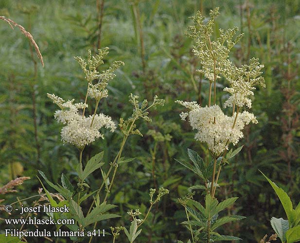 Filipendula ulmaria Meadowsweet Mjødurt Mesiangervo Reine-des-prés