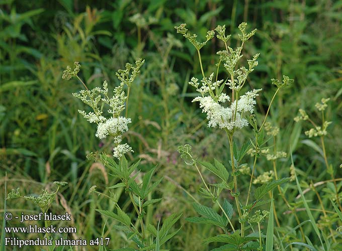 Filipendula ulmaria Echtes Mädesüß Wiązówka błotna Túžobník brestový