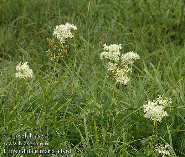 Filipendula ulmaria Tužebník jilmový Reina de los prados Älggräs