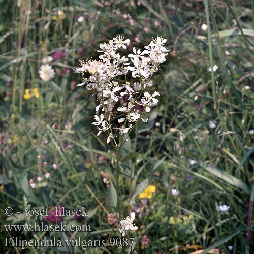 Filipendula vulgaris Meadowsweet Dropwort Knoldet Mjødurt Sikoangervo