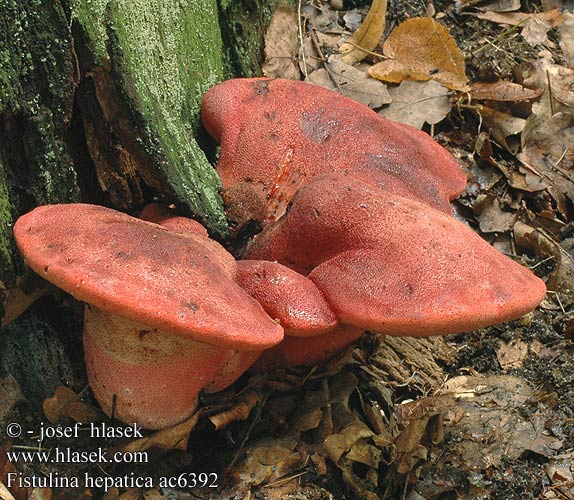 Fistulina hepatica Pstřeň dubový Pečeňovec dubový Lingua bue Ochsenzunge Leberpilz Eichen-Leberreischling Beefsteak Fungus Beefsteak Polypore Ox Tongue Fistuline hépatique カンゾウタケ Ozorek dębowy Печёночница обыкновенная Fetge vaca Vukovo meso Ąžuolinė kepena Májgomba Biefstukzwam Biftek mantarı Oksetunge Higado buey Häränkieli Oxtungssvamp Oksetungesopp Limba boului Φιστουλίνα ηπατική Jetrasta cevača Vučje meso Volovsk Печіночниця звичайна