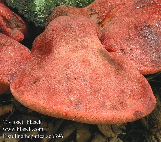 Ochsenzunge Leberpilz Eichen-Leberreischling Beefsteak Fungus Beefsteak Polypore Ox Tongue Fistuline hépatique カンゾウタケ Ozorek dębowy Печёночница обыкновенная Fetge vaca Vukovo meso Ąžuolinė kepena Májgomba Biefstukzwam Biftek mantarı Oksetunge Higado buey Häränkieli Oxtungssvamp Oksetungesopp Limba boului Φιστουλίνα ηπατική Jetrasta cevača Vučje meso Volovsk Печіночниця звичайна Fistulina hepatica Pstřeň dubový Pečeňovec dubový Lingua bue