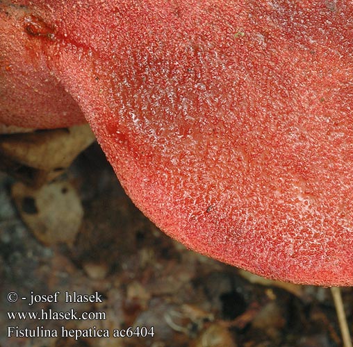 Beefsteak Fungus Beefsteak Polypore Ox Tongue Fistuline hépatique カンゾウタケ Ozorek dębowy Печёночница обыкновенная Fetge vaca Vukovo meso Ąžuolinė kepena Májgomba Biefstukzwam Biftek mantarı Oksetunge Higado buey Häränkieli Oxtungssvamp Oksetungesopp Limba boului Φιστουλίνα ηπατική Jetrasta cevača Vučje meso Volovsk Печіночниця звичайна Fistulina hepatica Pstřeň dubový Pečeňovec dubový Lingua bue Ochsenzunge Leberpilz Eichen-Leberreischling