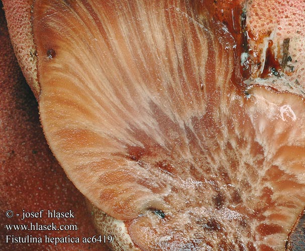 Fistulina hepatica ac6419