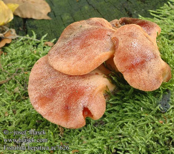 Fistulina hepatica ac7626